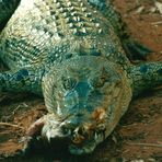 Australien (2002), Estuarine Crocodile
