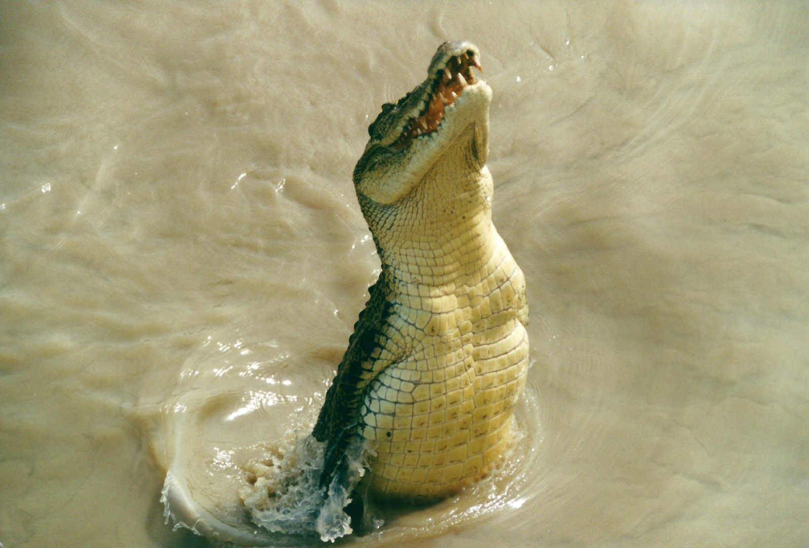 Australien (2002), Estuarine Crocodile