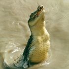 Australien (2002), Estuarine Crocodile