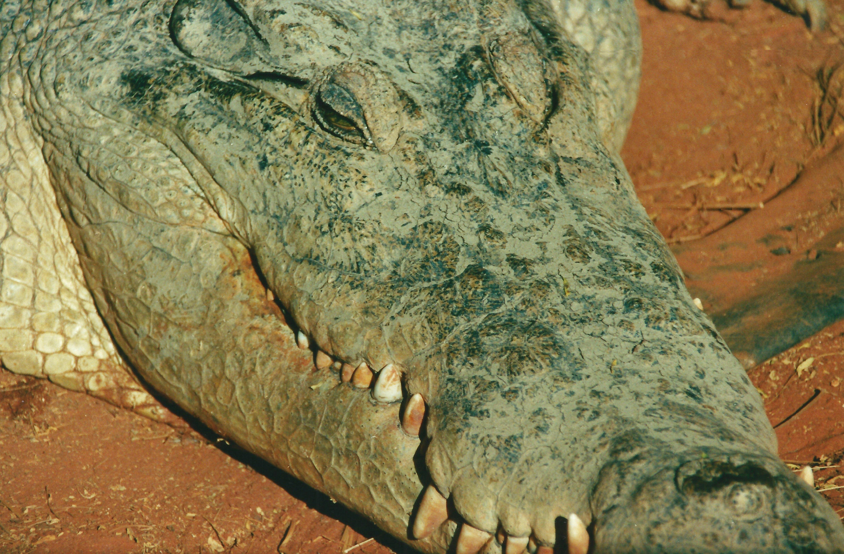 Australien (2002), Estuarine Crocodile in