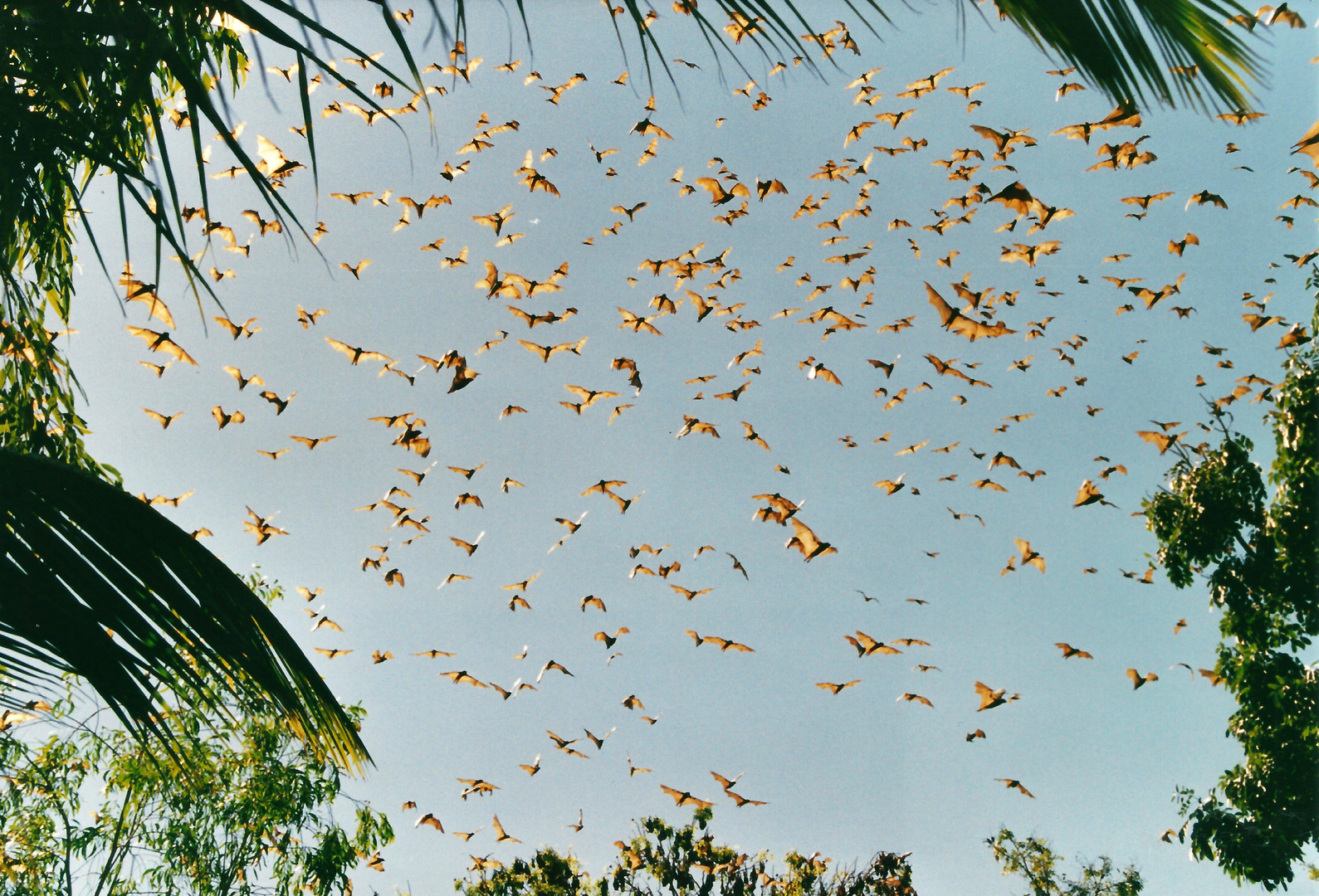 Australien (2002), Flughunde