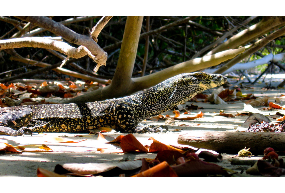 Australien 2003 Nähe Cairns - Dragon