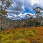 Australien 2012: Tasmanien, Cradle Mountain N.P.