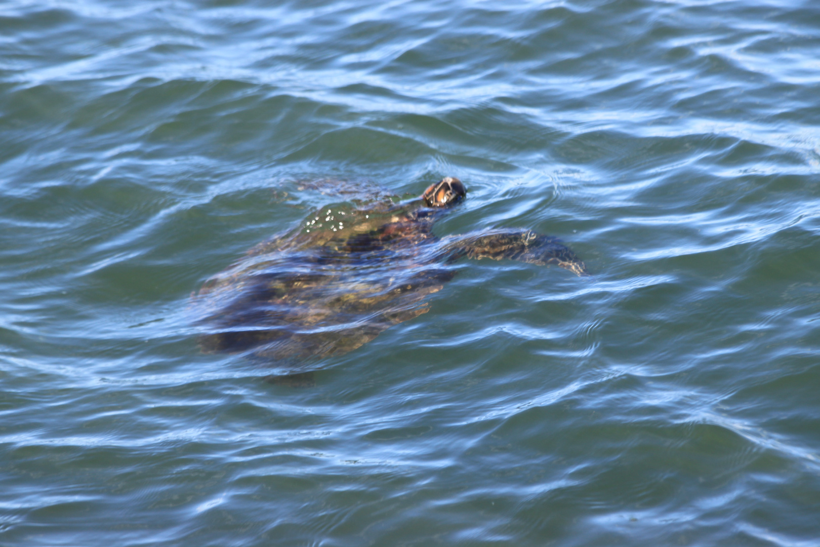 Australien 24.11.2012 Wasserschildkröte