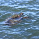 Australien 24.11.2012 Wasserschildkröte