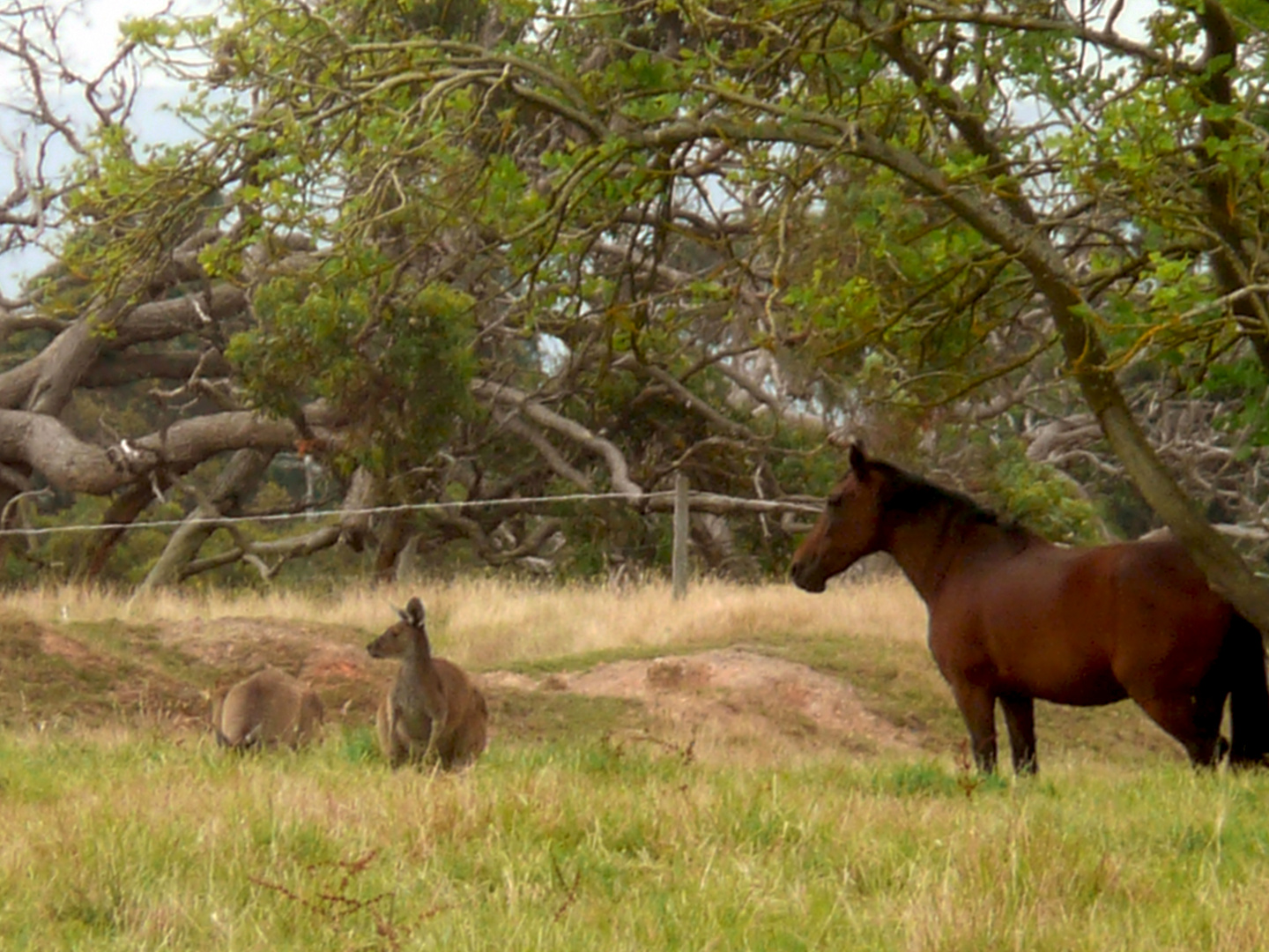 Australien