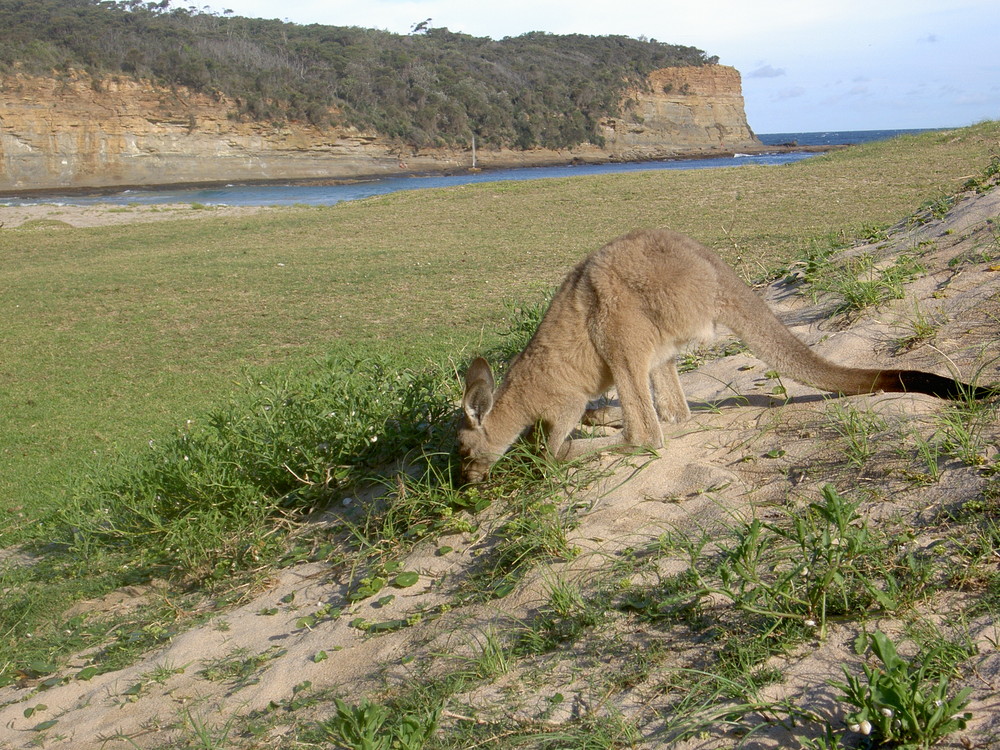 Australien