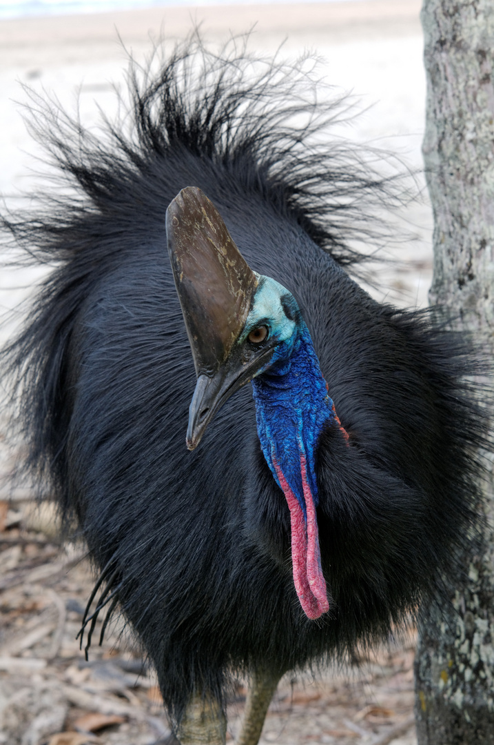 Australien Cassowary at South Mission Beach QLD