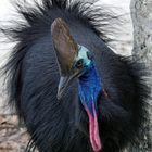 Australien Cassowary at South Mission Beach QLD