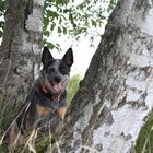 Australien Cattle Dog