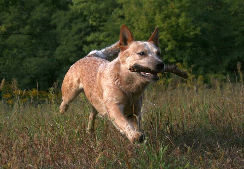 Australien Cattle Dog Challenger