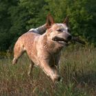 Australien Cattle Dog Challenger