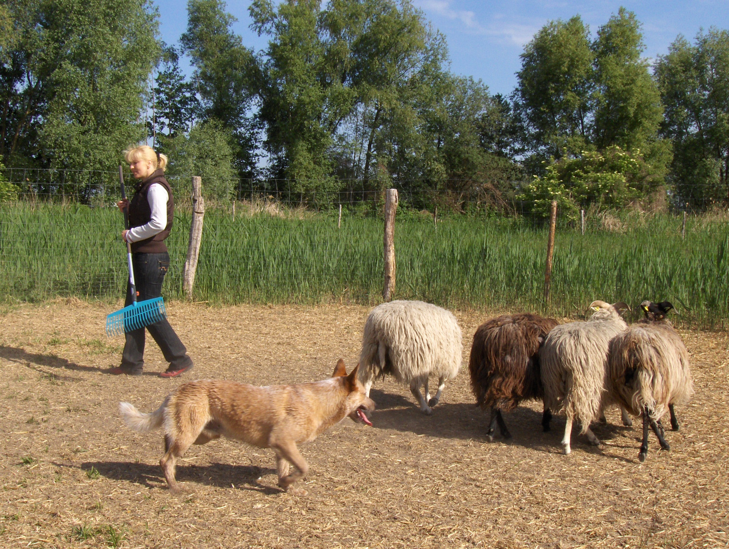 Australien Cattle Dog Challenger- beim Hütetraining