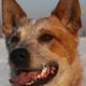 Australien Cattle Dog Challenger- Eisschnute