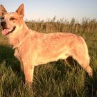 Australien Cattle Dog Challenger-Herbstsonne