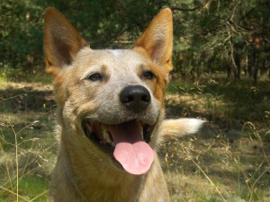 Australien Cattle Dog Challenger-Mein Sonnenschein