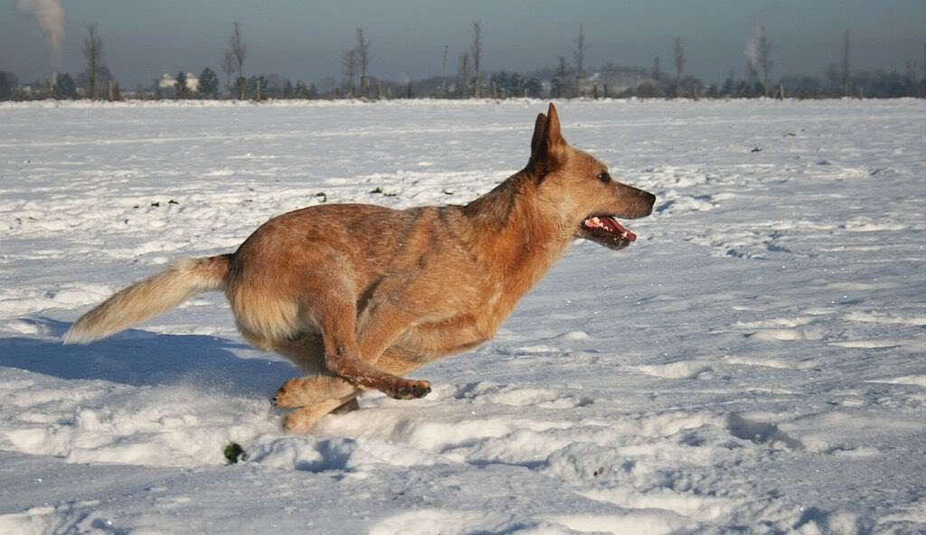 Australien Cattle Dog Challenger-Rennsemmel