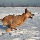 Australien Cattle Dog Challenger-Rennsemmel