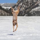 Australien Cattle Dog im Landeflug