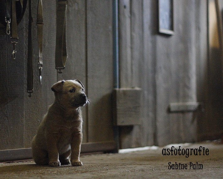 Australien Cattle Dog Ole