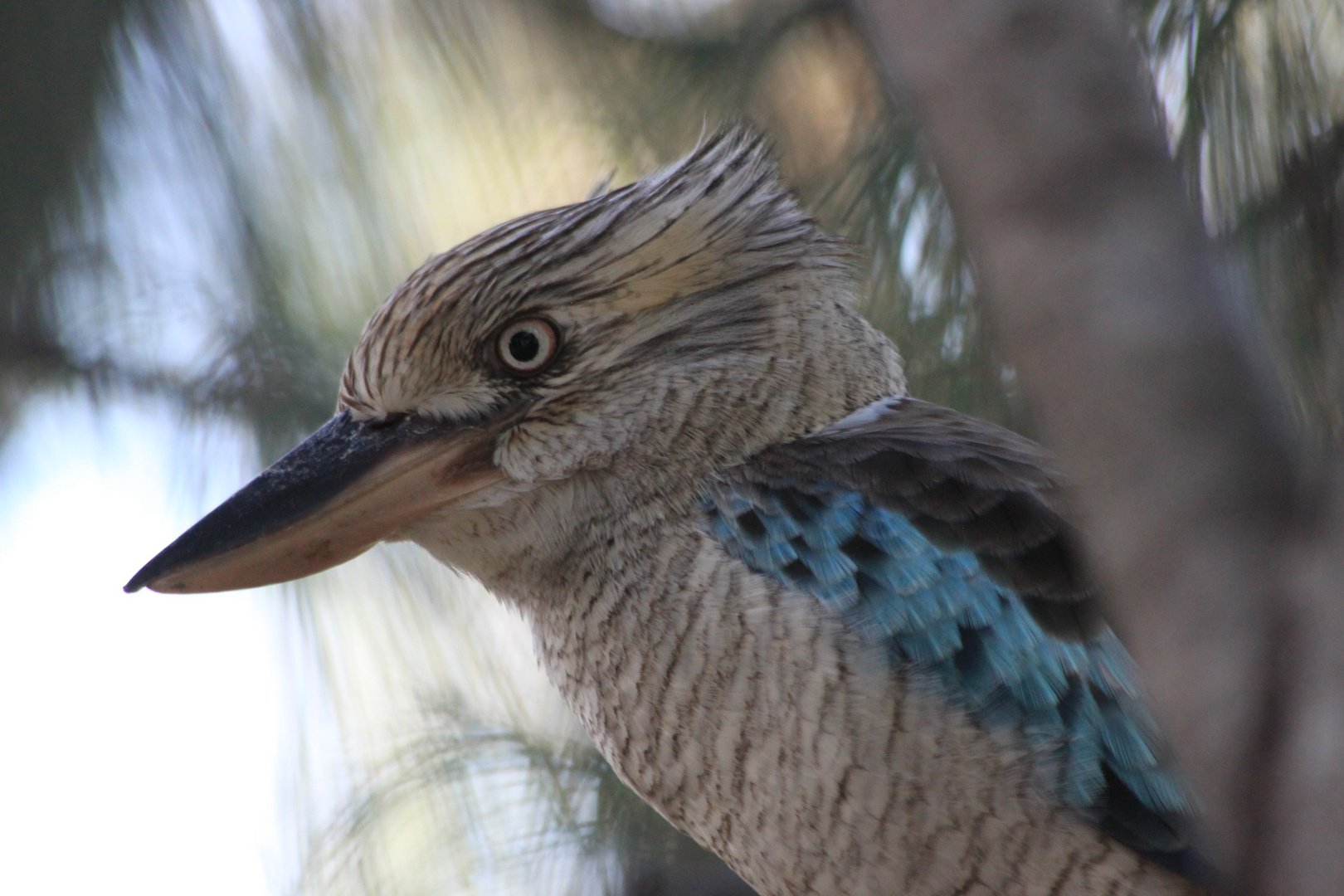 Australien Der Lachende Hans