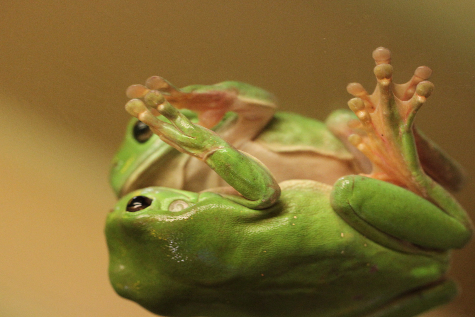 Australien     Frosch auf der Toilette