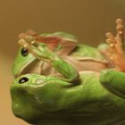 Australien     Frosch auf der Toilette