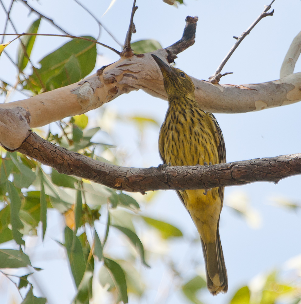 australien Honeyeater