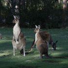 Australien: Känguru im Park