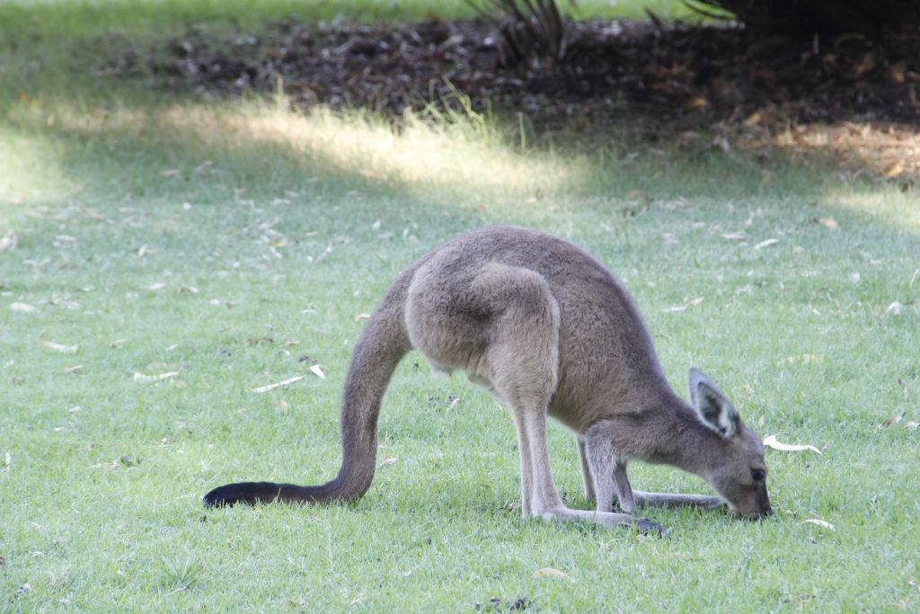 Australien: Känguru im Park_2