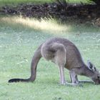 Australien: Känguru im Park_2