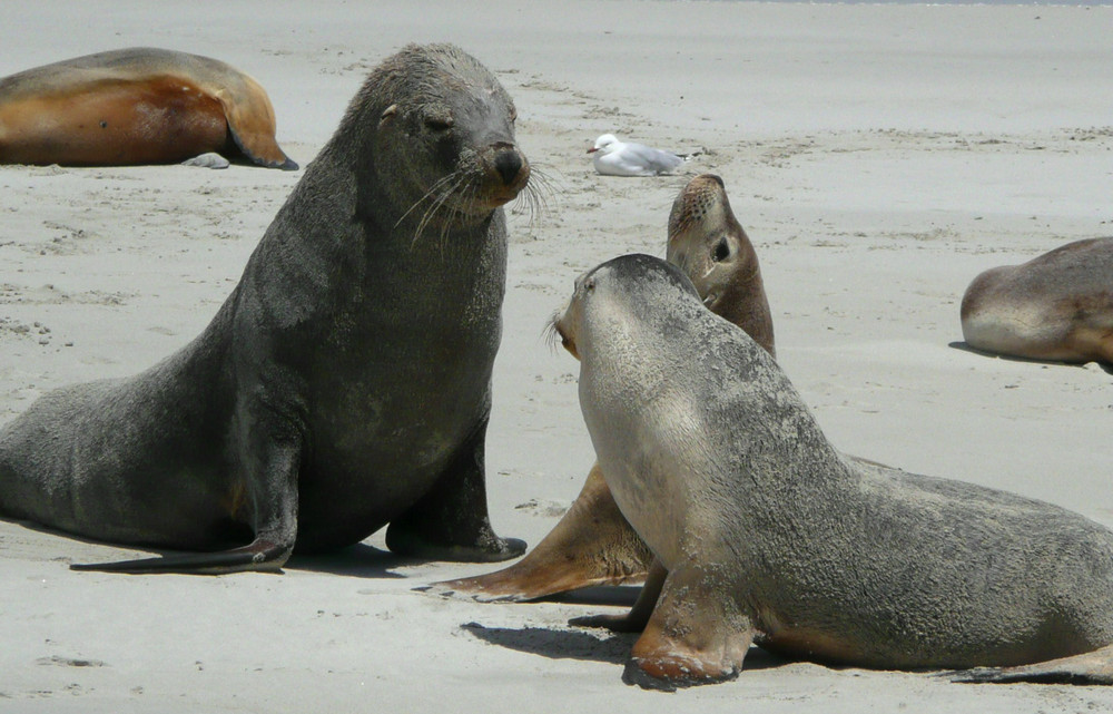 Australien- Kangaroo Island: Seelöwen im Seal Bay Conservation Park