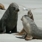 Australien- Kangaroo Island: Seelöwen im Seal Bay Conservation Park