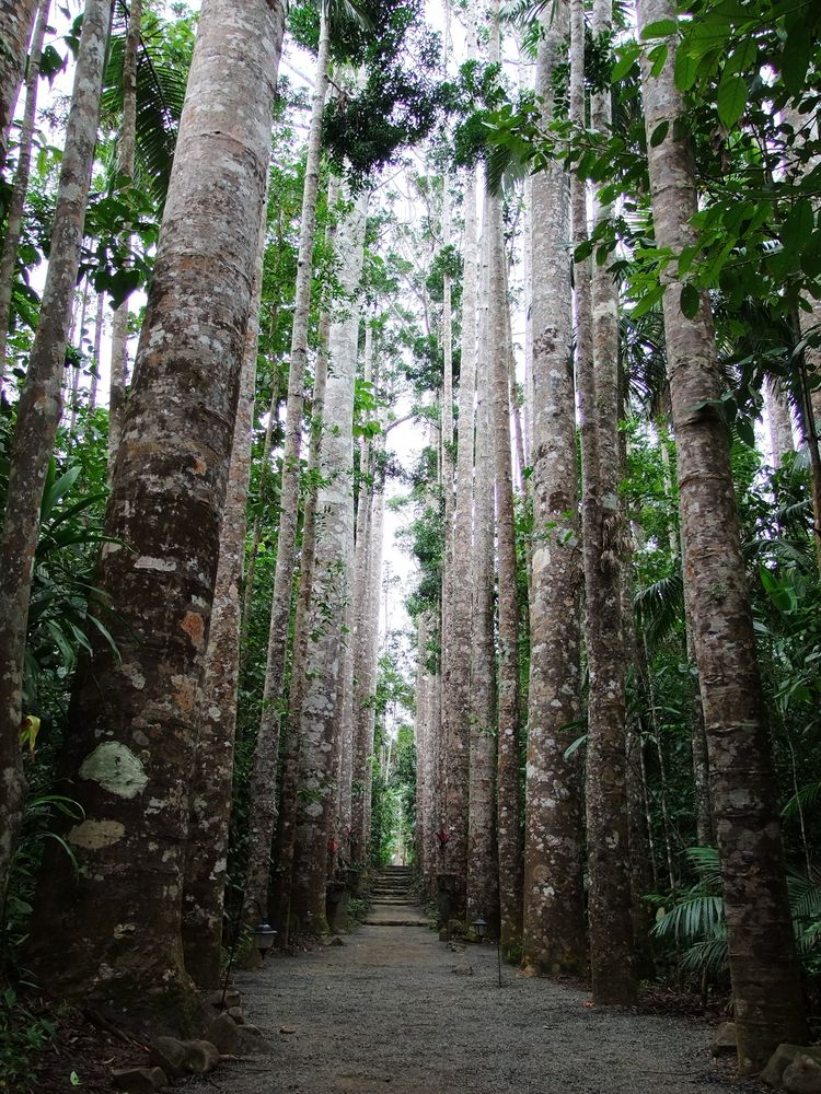 Australien - Paronella Park