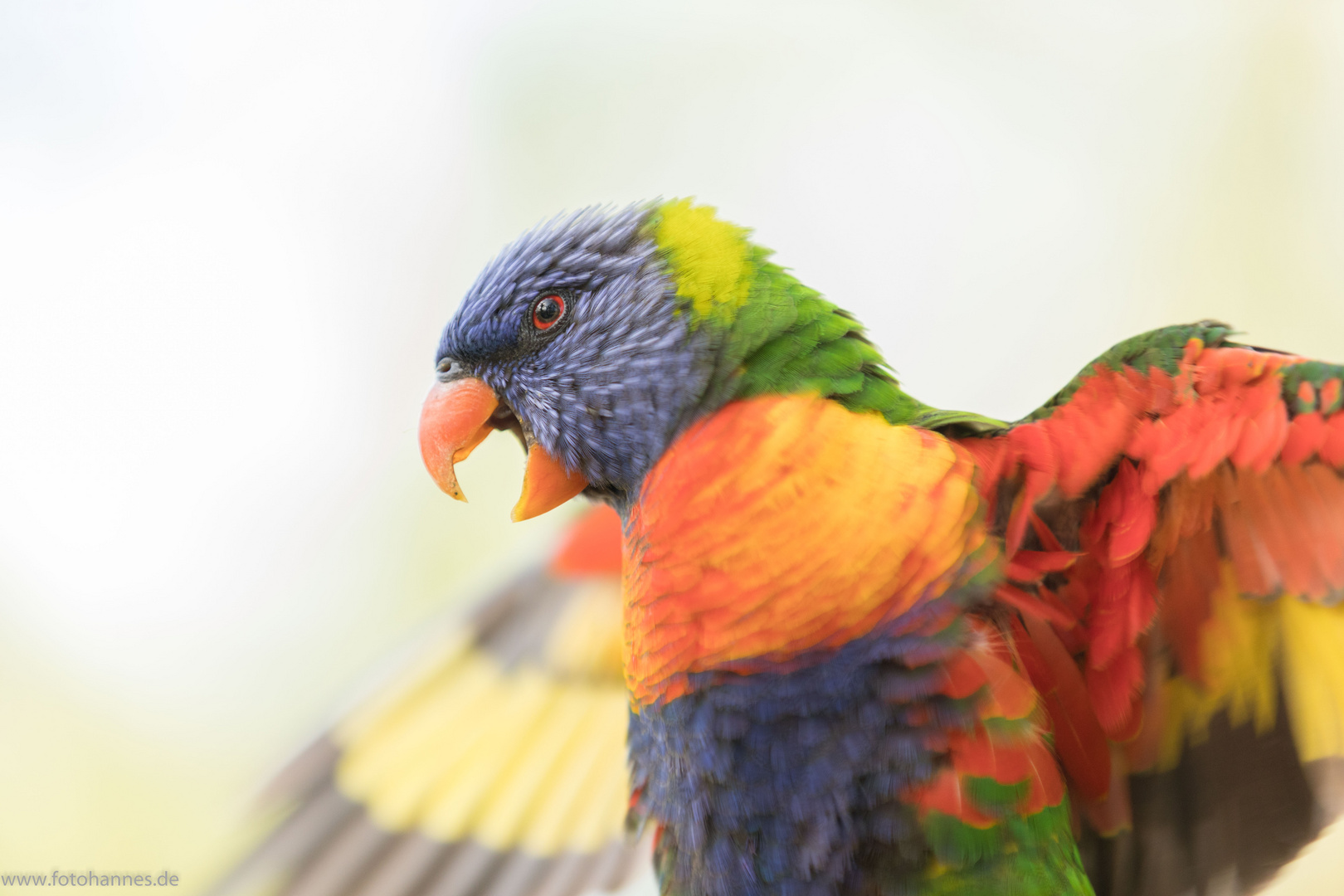 australien Parrot flying away