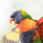 australien Parrot flying away