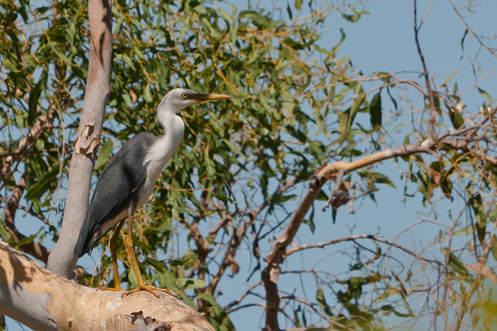 australien Pied Heron