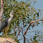 australien Pied Heron