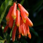 Australien Plants