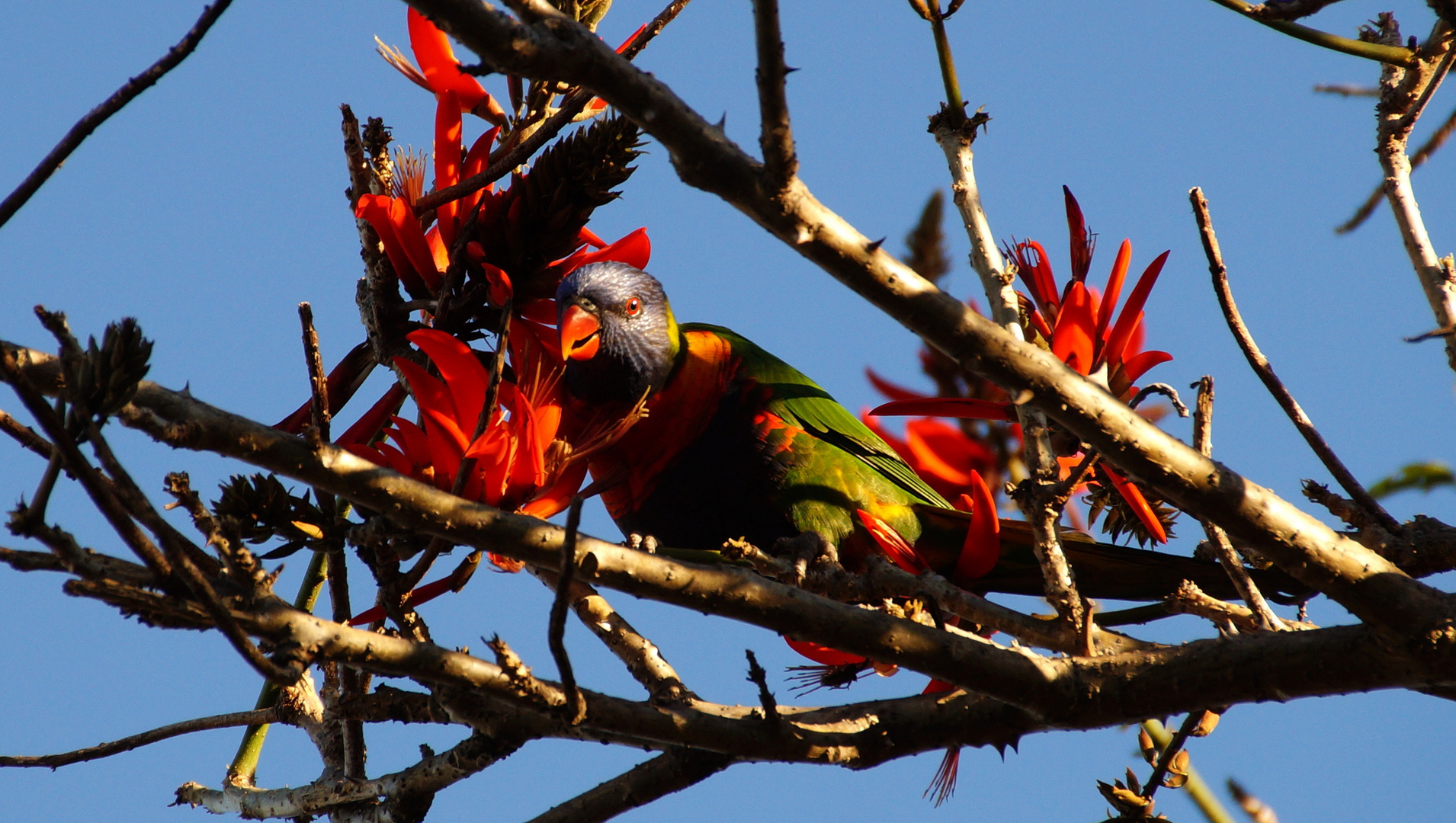 Australien Rainbow Lorikeet