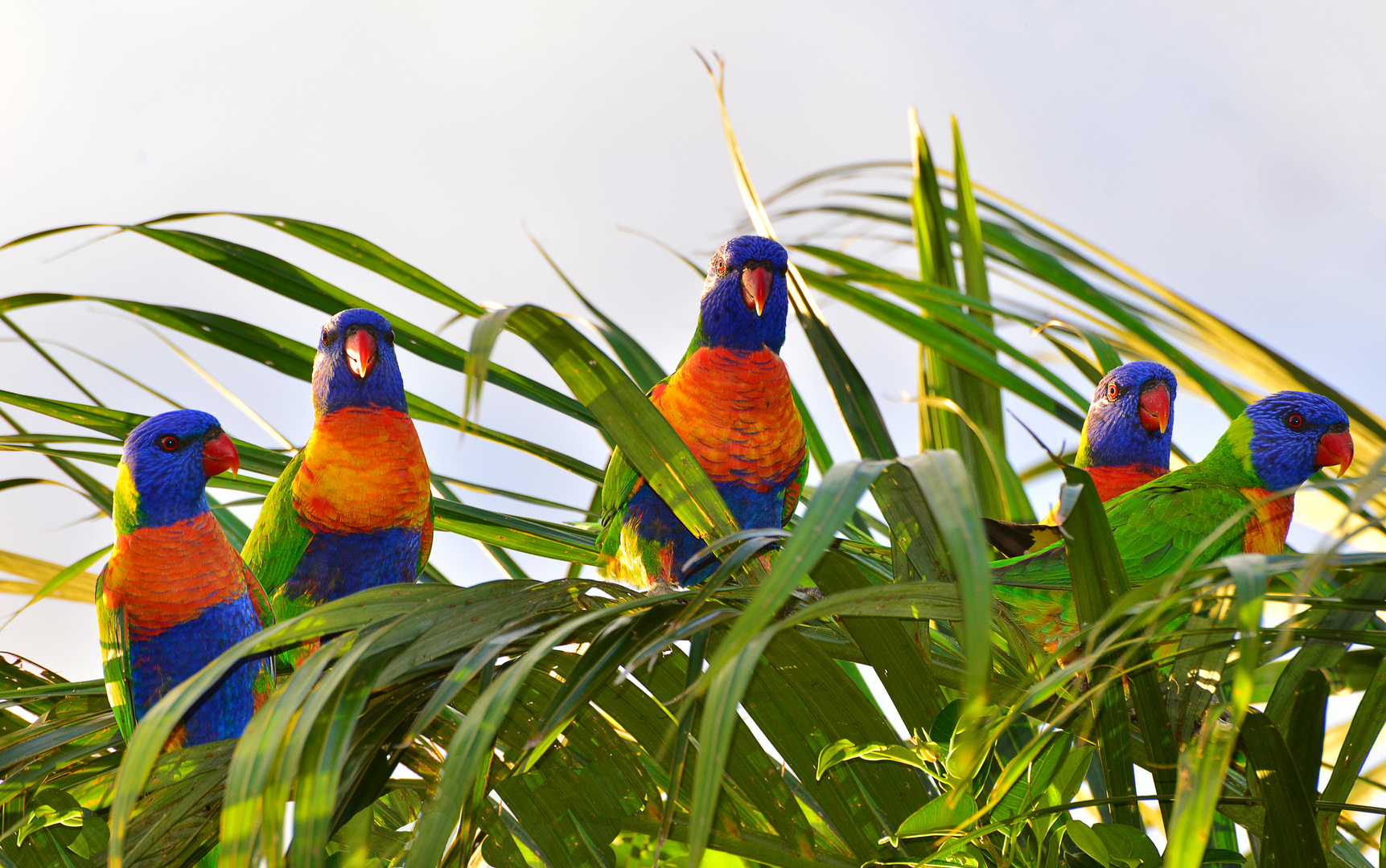 Australien - Regenbogenlori