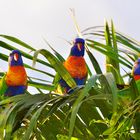 Australien - Regenbogenlori