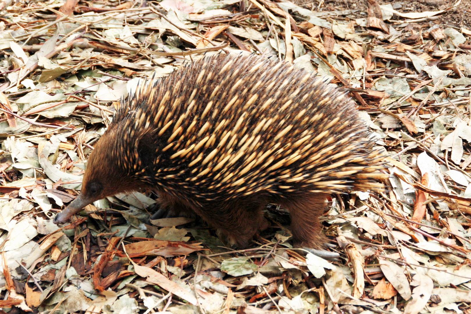 Australien: Schnabeligel im Eukalyptuswald