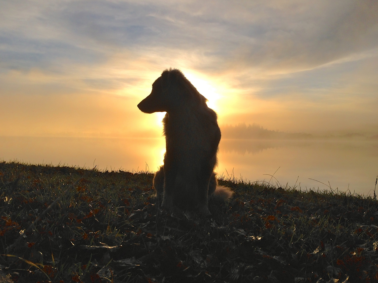 Australien Shepard am Kirchsee