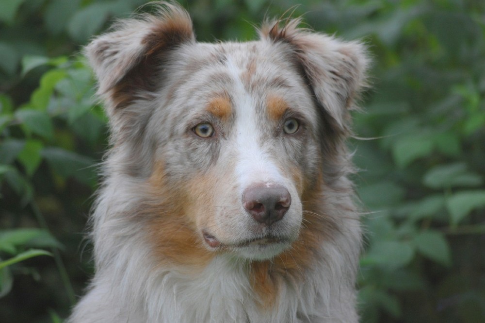 Australien Shepherd