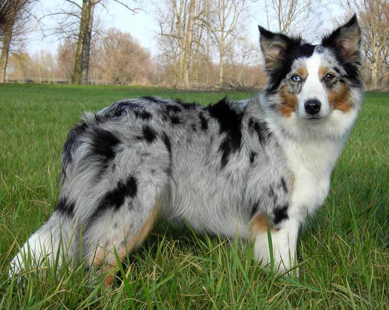 Australien Shepherd Hündin - Blue Merle