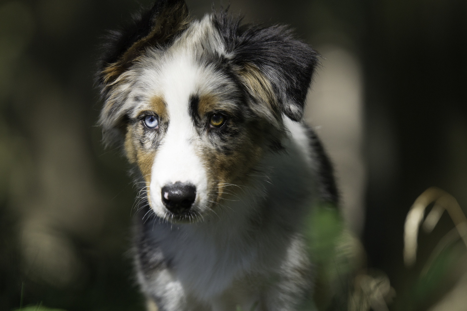 Australien Shepherd und ein bisschen Wolf