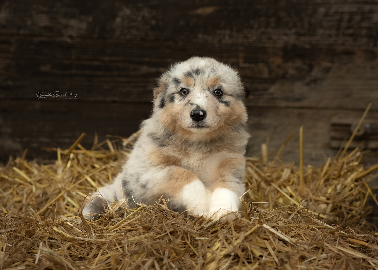 Australien Shepherd Welpe 