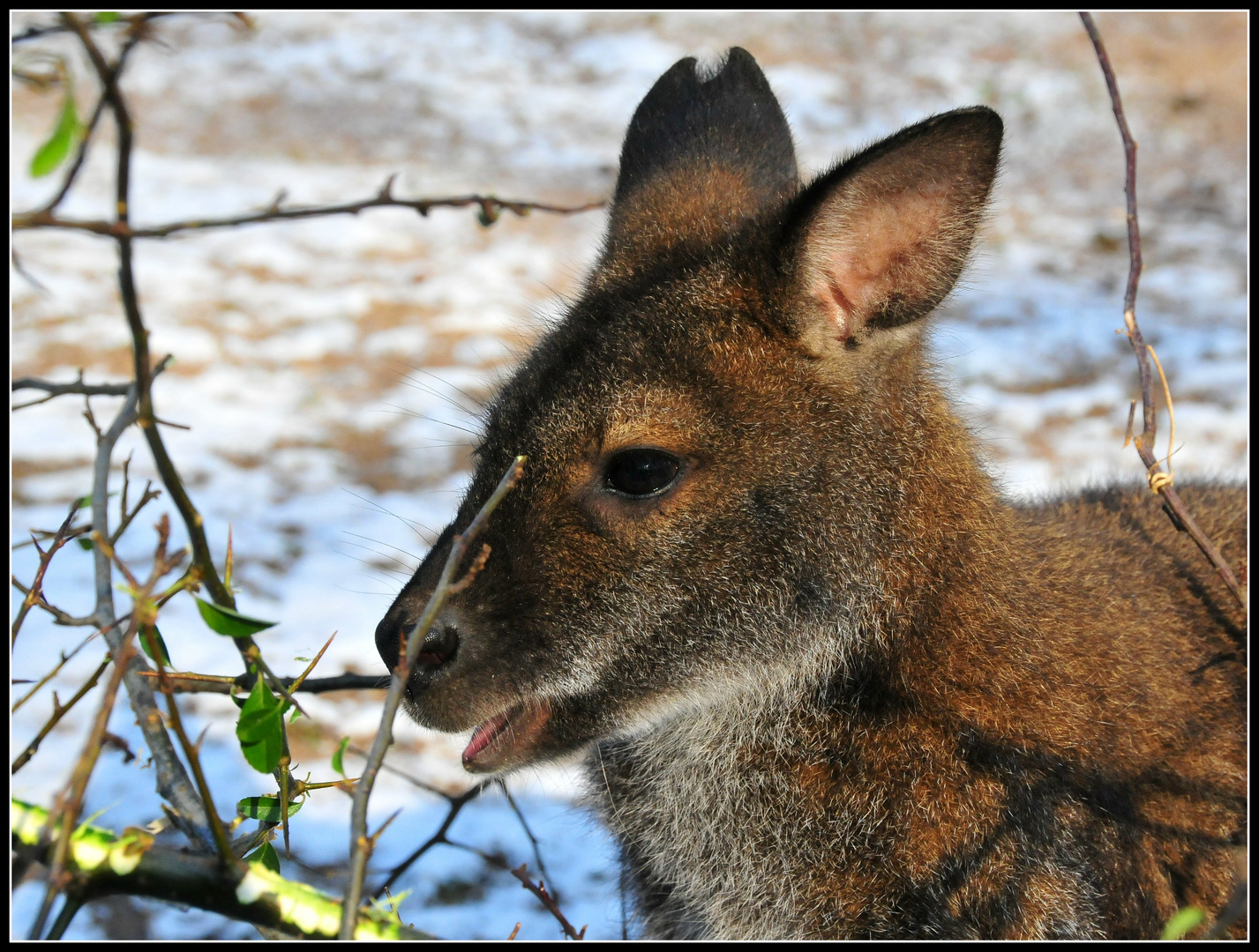 Australien - Tasmanien - Mecklenburg