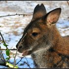 Australien - Tasmanien - Mecklenburg